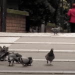 L'intelligence des pigeons