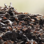 L'intelligence des abeilles et des fourmis