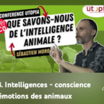 Les intelligences animales - leurs émotions - la conscience animale - Playliste YouTube