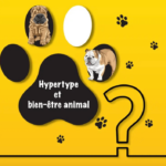 L’hypertype est-il contraire au bien-être animal ?