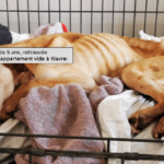 Maltraitance animale : le sort de la chienne Fiona émeut les réseaux sociaux