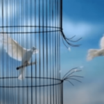Pierre Perret - La cage aux oiseaux