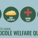 Welfare Quality®, un protocole de référence pour évaluer le bien-être animal